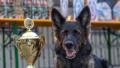 Bundesfährten-Hundeprüfung 2021: Jura hatte den richtigen Riecher