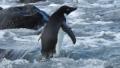 Pinguin schwimmt 3000 Kilometer aus der Antarktis nach Neuseeland