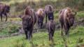 Gutachten urteilt: Wisent-Herde braucht Geld und Führung
