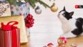 Tanne, Geschenke & Co.: So wird´s auch für Tiere ein Fest der Liebe