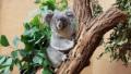 Duisburg: Koala-Rendezvous, damit’s bei „Sydney“ mit Nachwuchs klappt