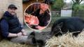 Oer-Erkenschwick: Dieser Metzger hat Schweine als Haustiere