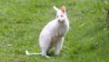 Albino-Nachwuchs im Zoo: Dieses Fellknäuel ist ein weißes Baby-Känguru